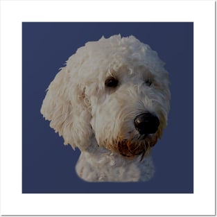 Blonde Goldendoodle Dog Posters and Art